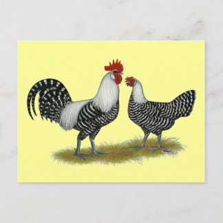 Brakel Chickens Postcard