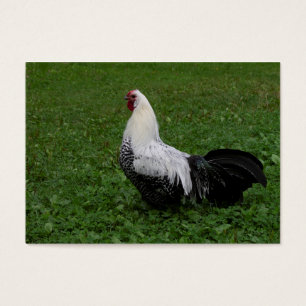 Brakel Hahn