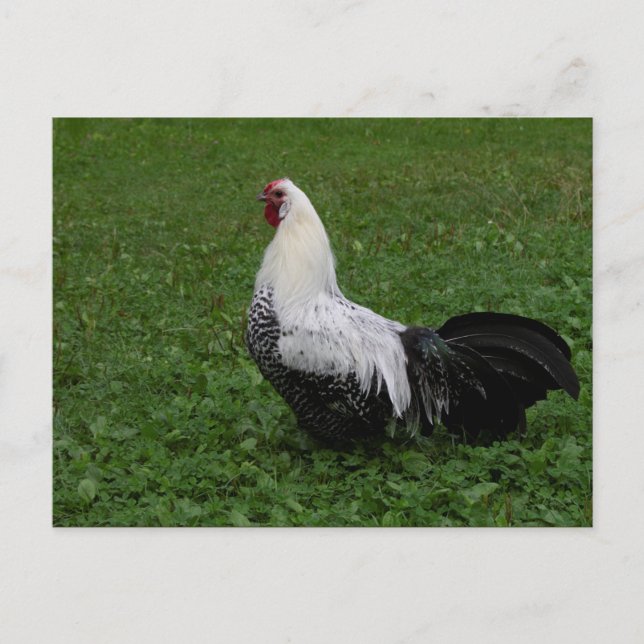 Brakel Hahn Postcard (Front)