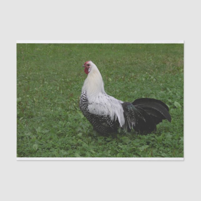 Brakel Hahn Tissue Paper (Front)