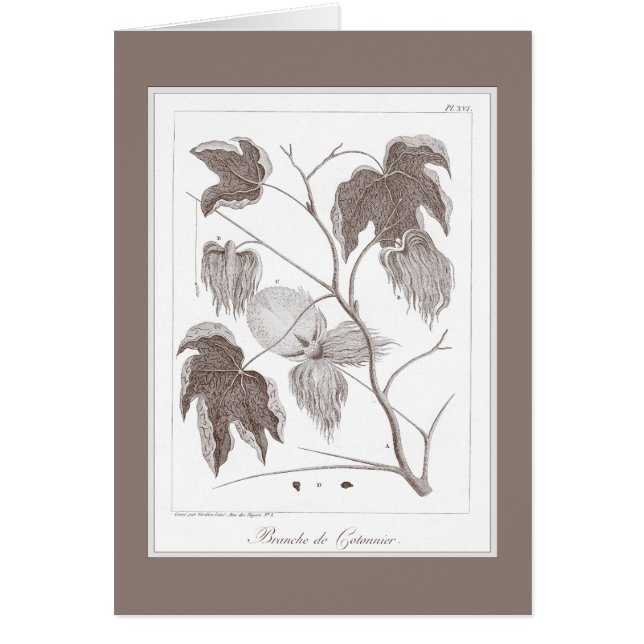 Branch of Cotton Plant  - Pretty Antique Enraving (Front)