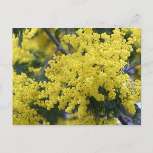 Branch of mimosa postcard (Front)