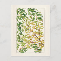 Branch of peach (Prunus Persica) Painting