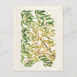 Branch of peach (Prunus Persica) Painting Postcard
