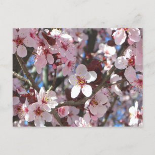 Branch of Pink Blossoms Spring Floral Postcard