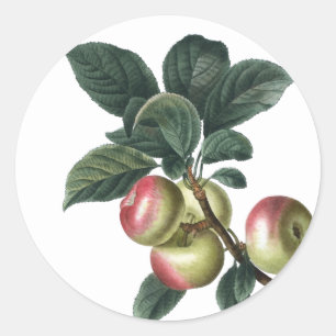 Branch of Red Apples Classic Round Sticker