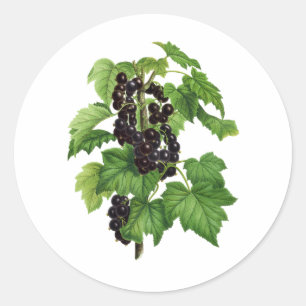 Branch with Black Currant Fruit Classic Round Sticker