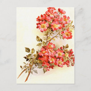 Branch with rose flowers custom postcard