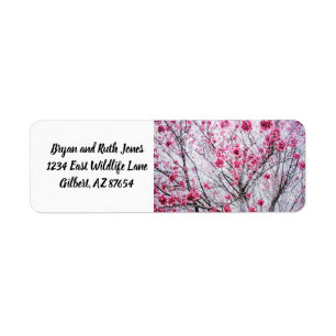 Branches and Blooms of a Cherry Tree