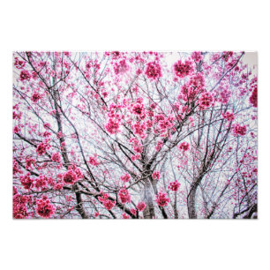 Branches and Blooms of a Cherry Tree Photo Print