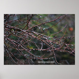 Branches in the Rain Poster