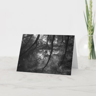 Branches, into sun, UC Santa Cruz, 1963 Card