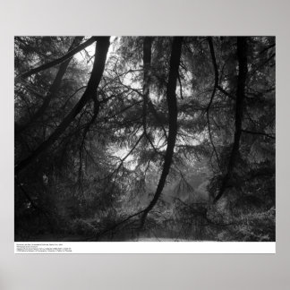 Branches, into sun, UC Santa Cruz, 1963 Poster