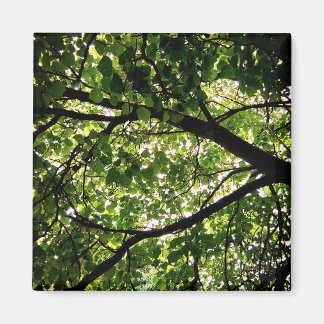 Branches Magnet