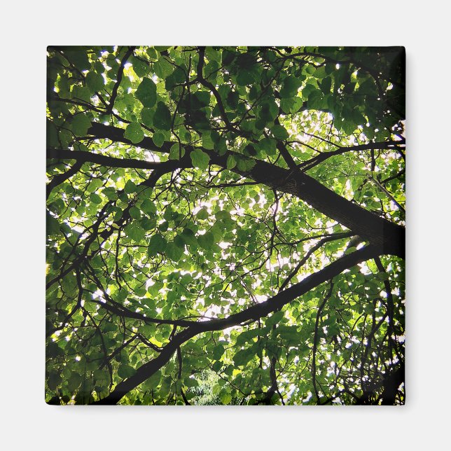 Branches Magnet (Front)