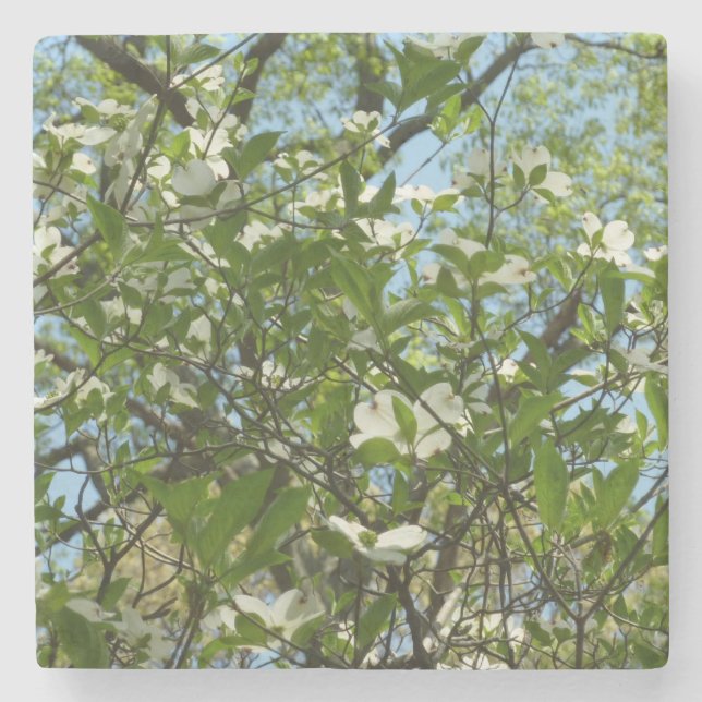 Branches of Dogwood Blossoms Spring Trees Stone Coaster (Front)