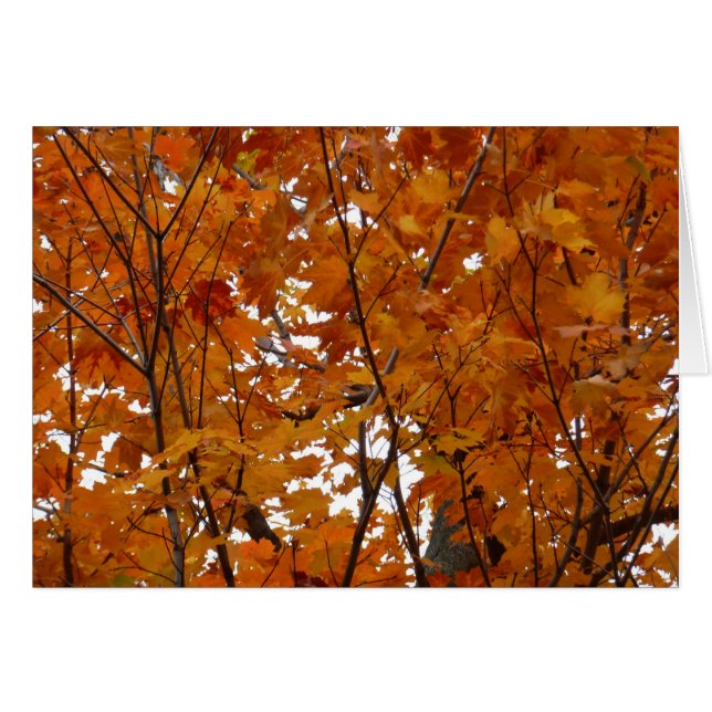 Branches of Maple Leaves I Orange Autumn (Front Horizontal)