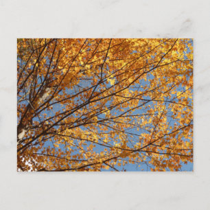 Branches of Maple Leaves II Orange Autumn Postcard
