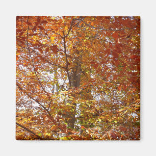 Branches of Orange Leaves Autumn Nature Magnet