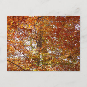 Branches of Orange Leaves Autumn Nature Postcard