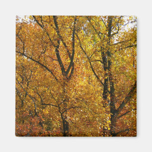 Branches of Yellow Leaves Bright Autumn Colourful Magnet