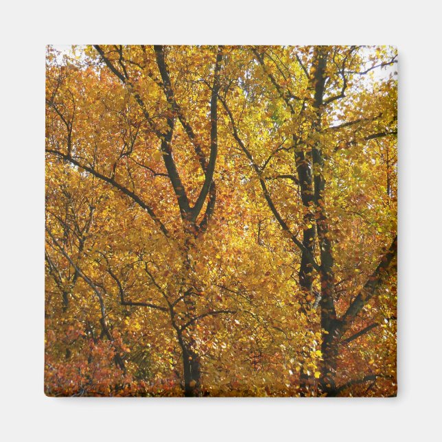 Branches of Yellow Leaves Bright Autumn Colourful Magnet (Front)