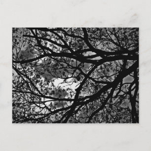 Branches post card