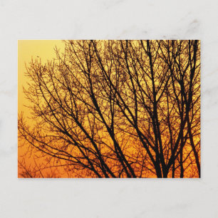 Branching Blank Notecard 1 Postcard