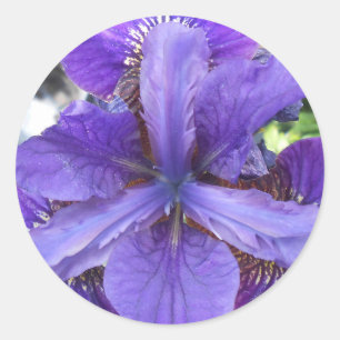 Brandeis Classic Round Sticker