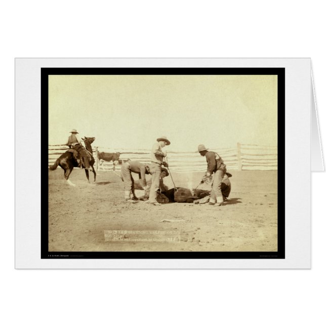 Branding Calves On Roundup SD 1888 (Front Horizontal)