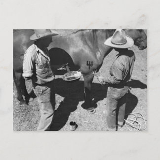 Branding horses with the pitchfork brand postcard