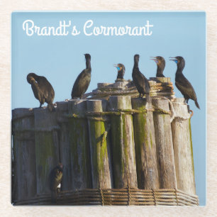 Brandt's Cormorant Glass Coaster
