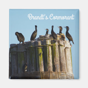 Brandt's Cormorant Magnet