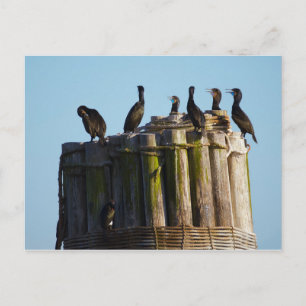 Brandt's Cormorant Postcard