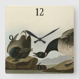 Brant Goose (Brant) from Audubon Birds of America Square Wall Clock
