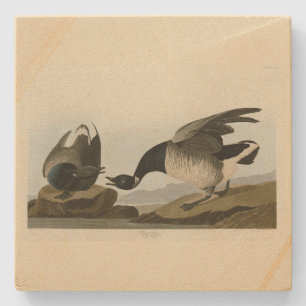 Brant Goose (Brant) from Audubon Birds of America Stone Coaster
