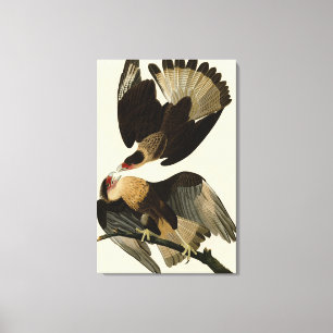 Brasilian Caracara Eagle, Audubon Birds of America Canvas Print