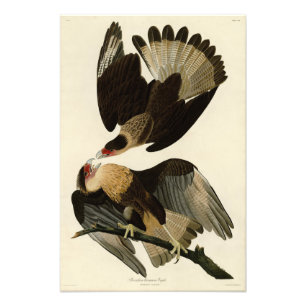Brasilian Caracara Eagle, Audubon Birds of America Photo Print