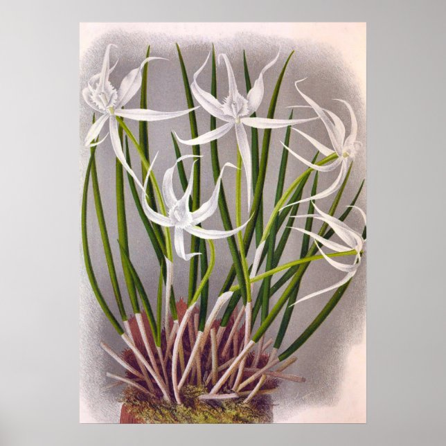 Brassavola Cuculatta Vintage White Orchids Poster (Front)