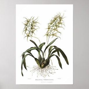 Brassia verrucosa by Miss Drake. Poster