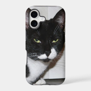 Brat Cat iPhone Case