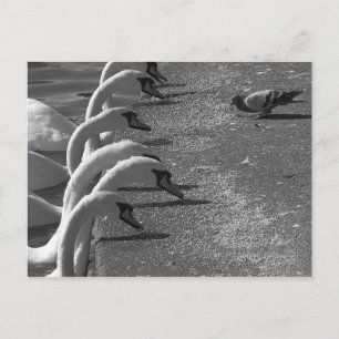 Brave Pigeon Postcard