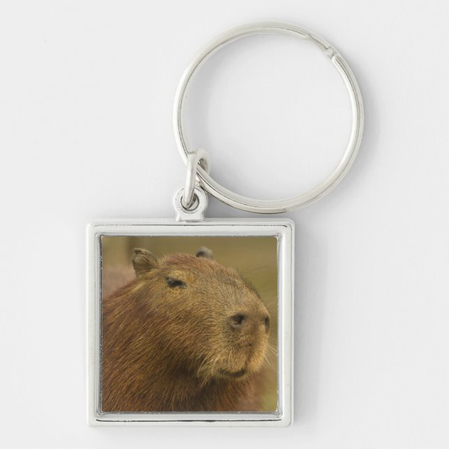 Brazil, Pantanal, Matto Grosso. Capybara Key Ring (Front)