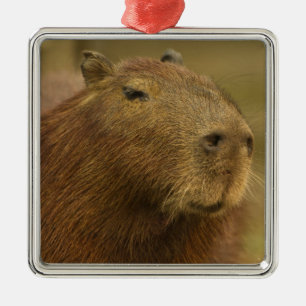 Brazil, Pantanal, Matto Grosso. Capybara Metal Tree Decoration