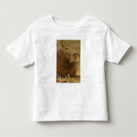 Brazil, Pantanal, Matto Grosso. Capybara
