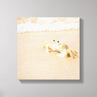 Brazil, Rio de Janeiro, Buzios, Crab on Canvas Print