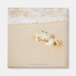 Brazil, Rio de Janeiro, Buzios, Crab on Magnet