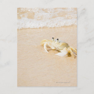 Brazil, Rio de Janeiro, Buzios, Crab on Postcard