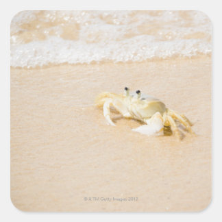 Brazil, Rio de Janeiro, Buzios, Crab on Square Sticker
