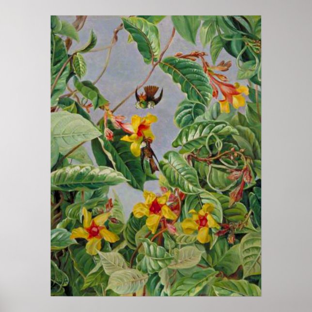 Brazilian Climbing Shrub and Humming Birds Poster (Front)